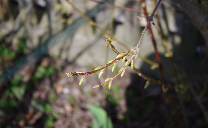 Februar