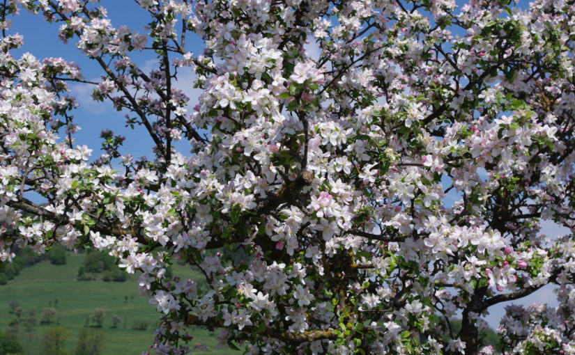 Auswählen